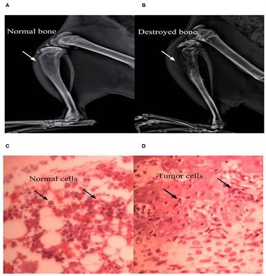 The TRPA1 Channel Mediates Mechanical Allodynia and Thermal Hyperalgesia in a Rat Bone Cancer Pain Model